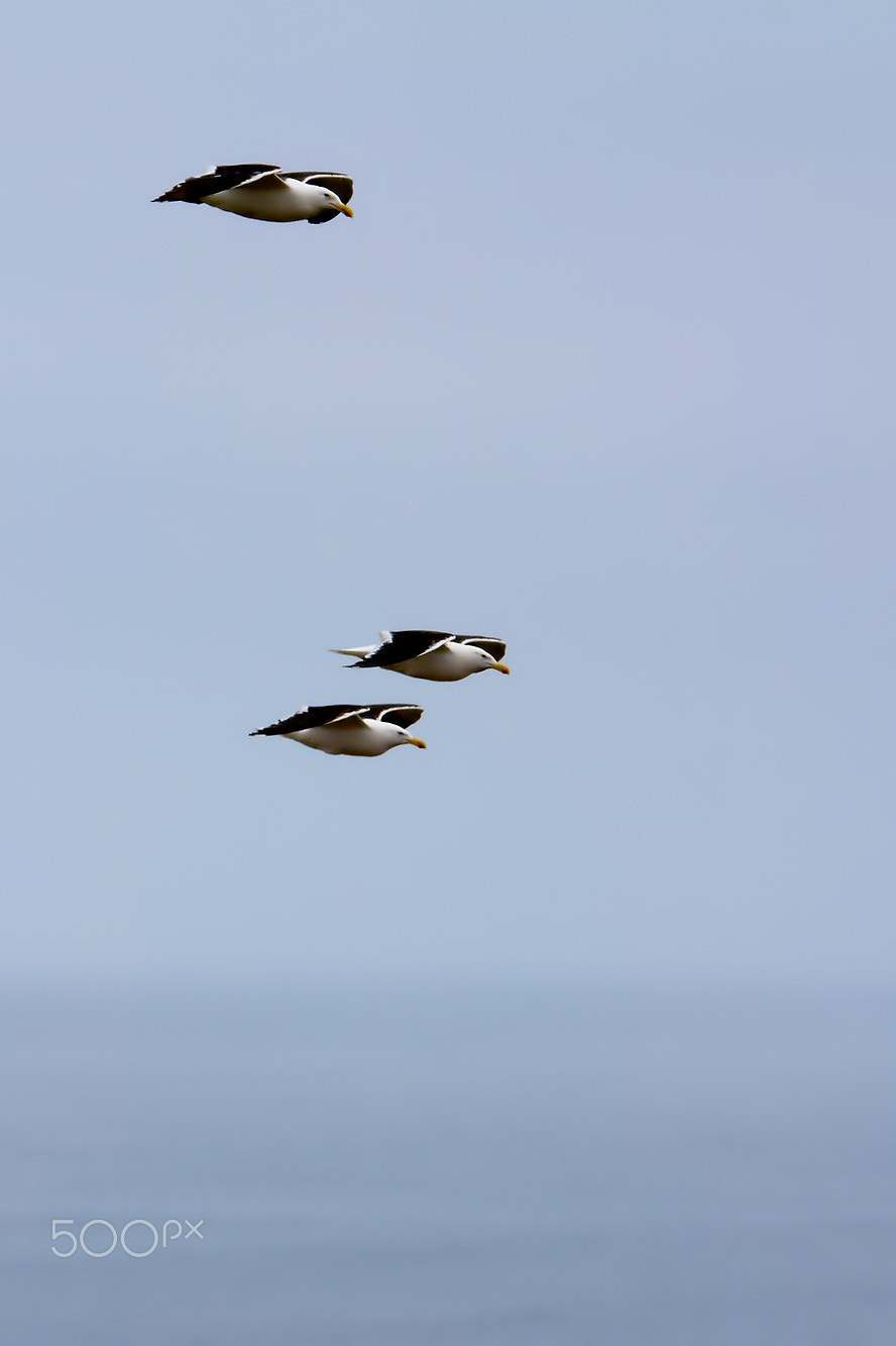 Tamron SP 70-200mm F2.8 Di VC USD sample photo. "gaviotas en vuelo", matanzas photography