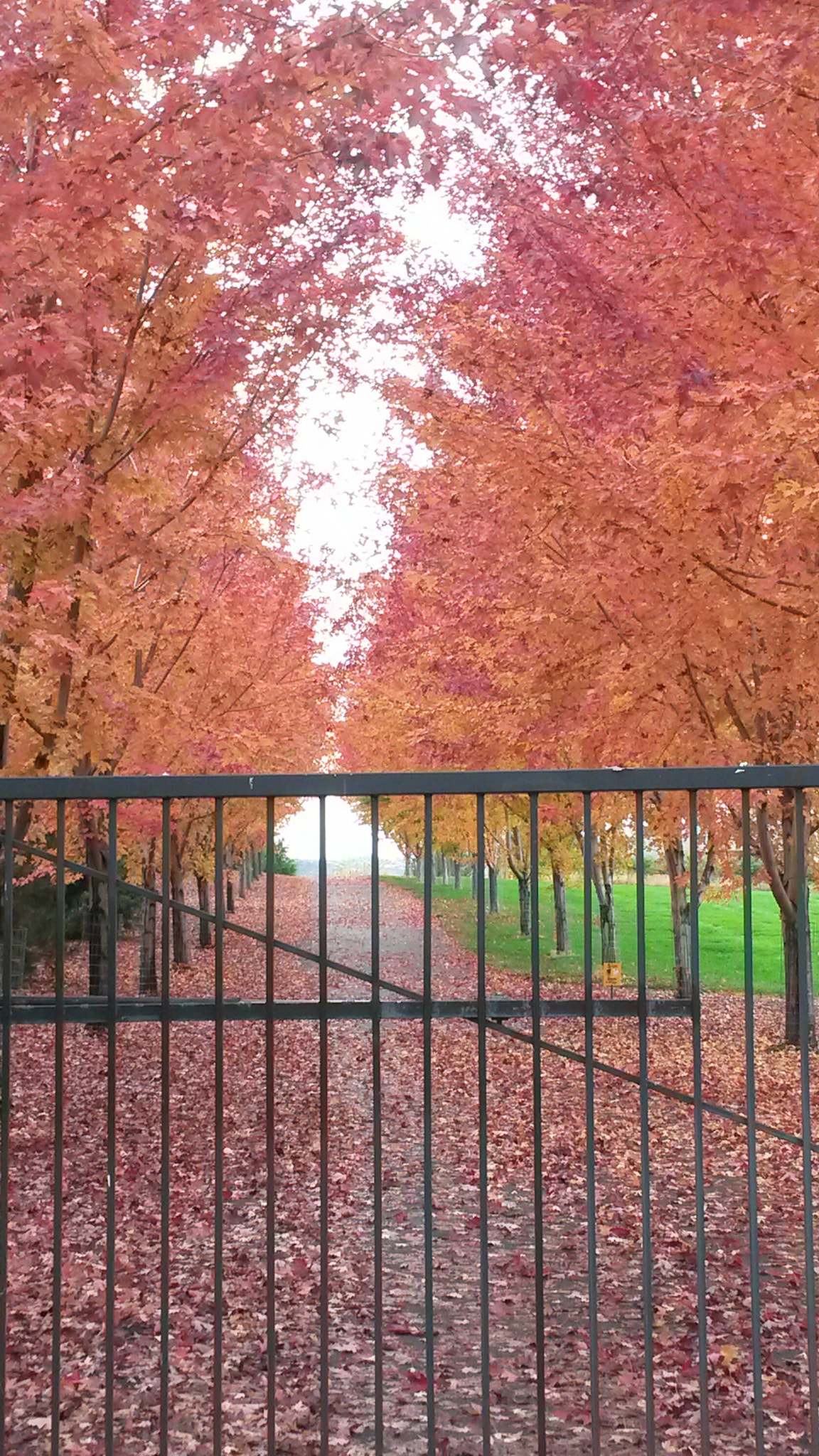 Samsung Galaxy S4 Active sample photo. Natural tapestry photography
