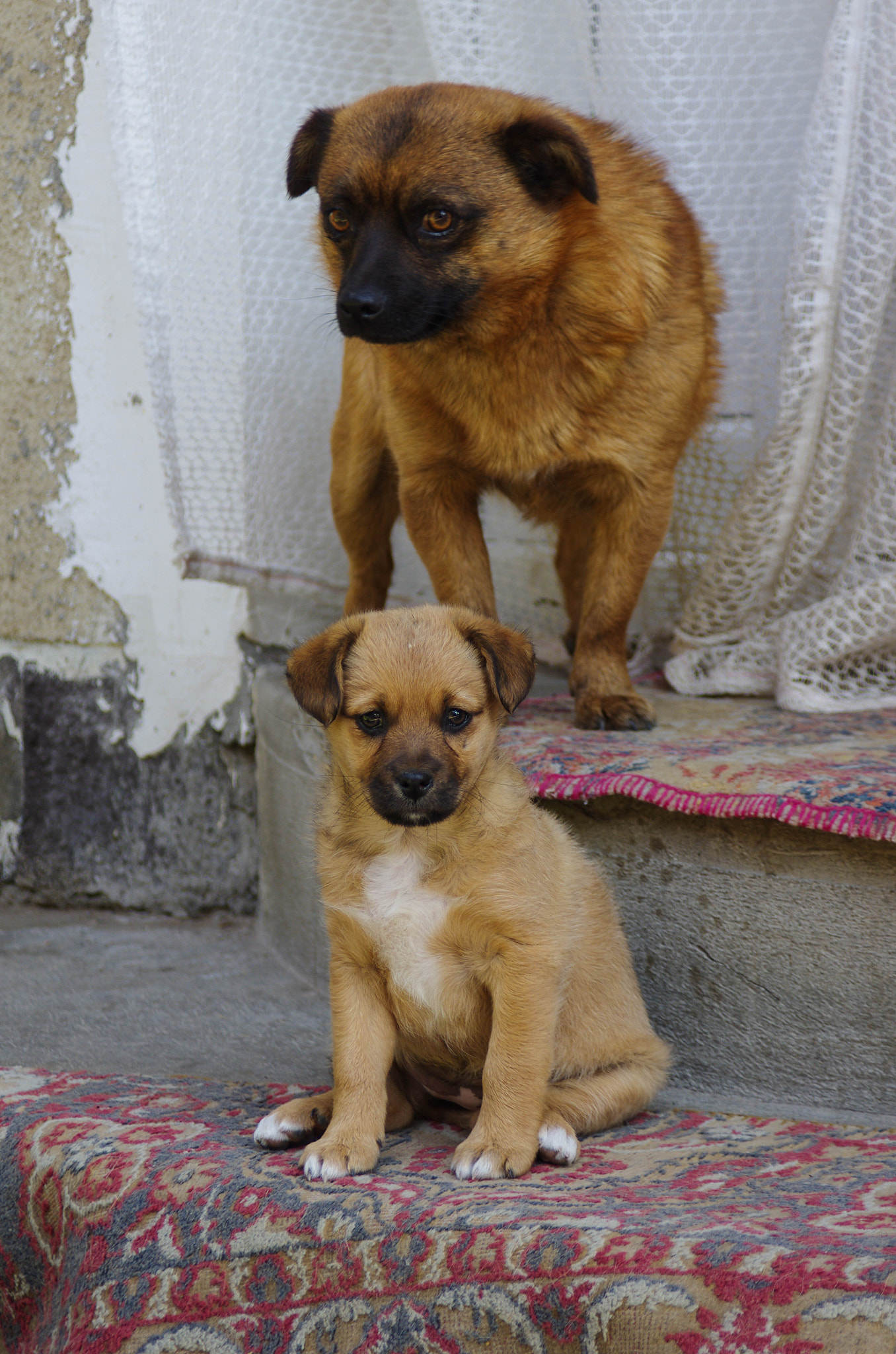Pentax K-5 II sample photo. My fathers dogs photography