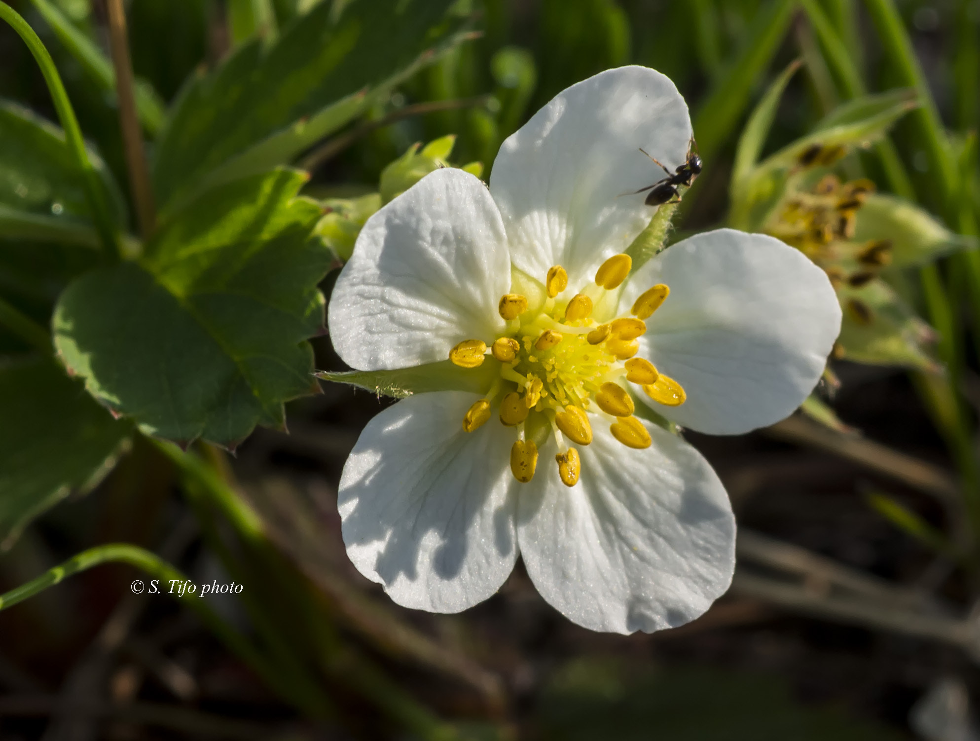 Sigma 105mm F2.8 EX DG OS HSM sample photo. Sun bath .. photography