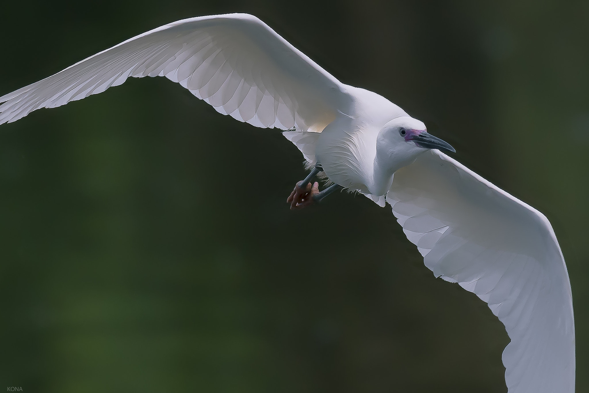 Nikon AF-S Nikkor 400mm F2.8G ED VR II sample photo. Sagi photography