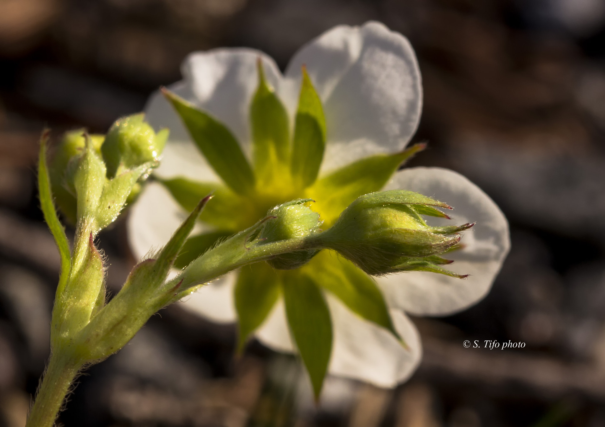 Sigma 105mm F2.8 EX DG OS HSM sample photo. Wake up !!  the sun is coming .. photography