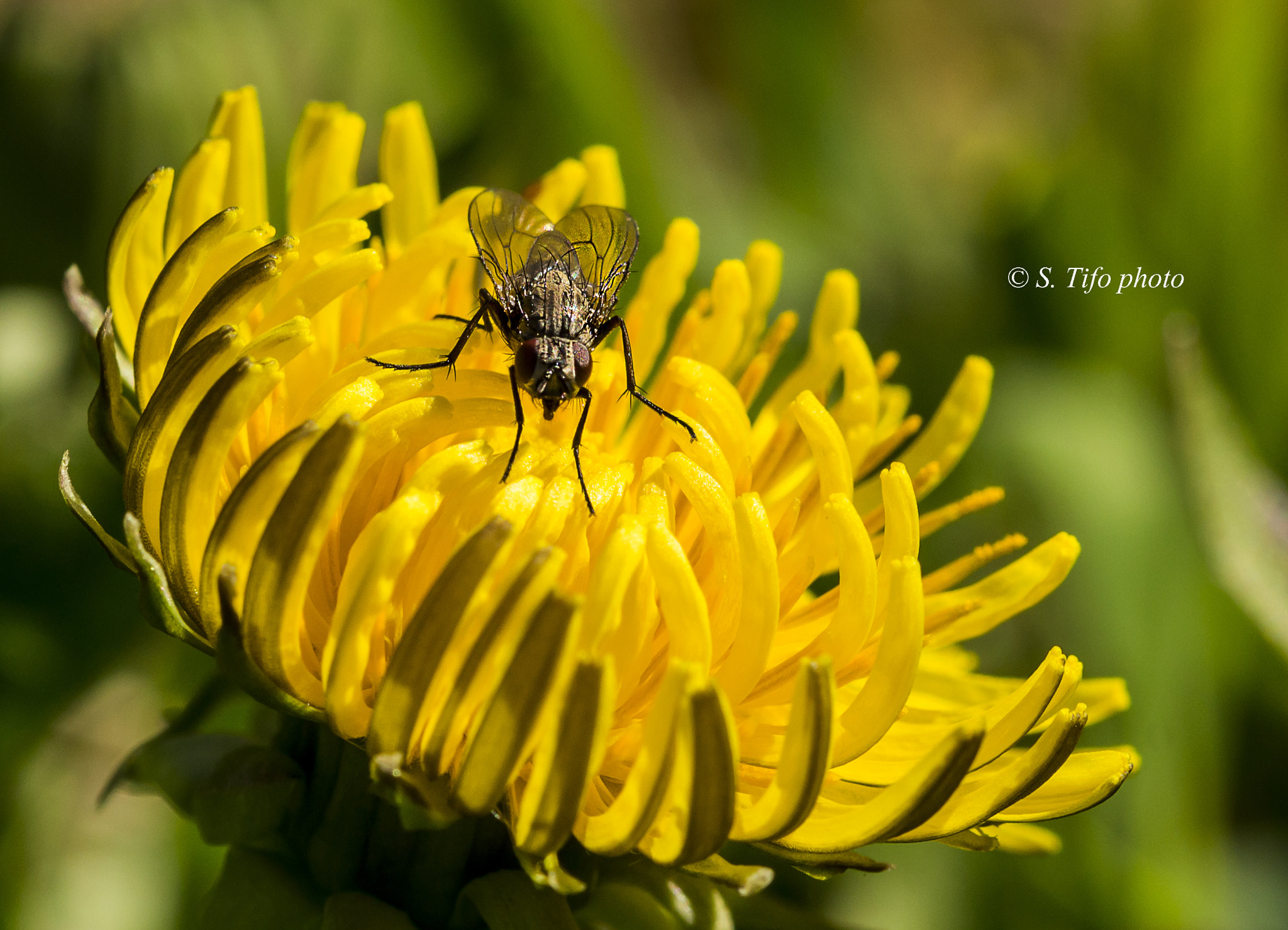 Sigma 105mm F2.8 EX DG OS HSM sample photo. Fly 's ballade .... photography