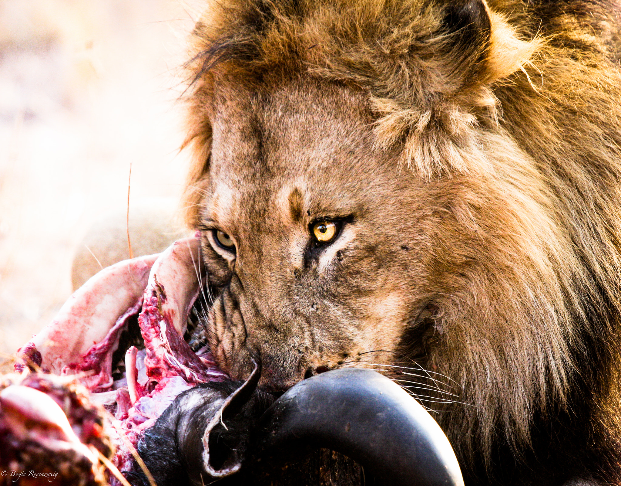 Canon EF 100-400mm F4.5-5.6L IS USM sample photo. A lions dinner photography