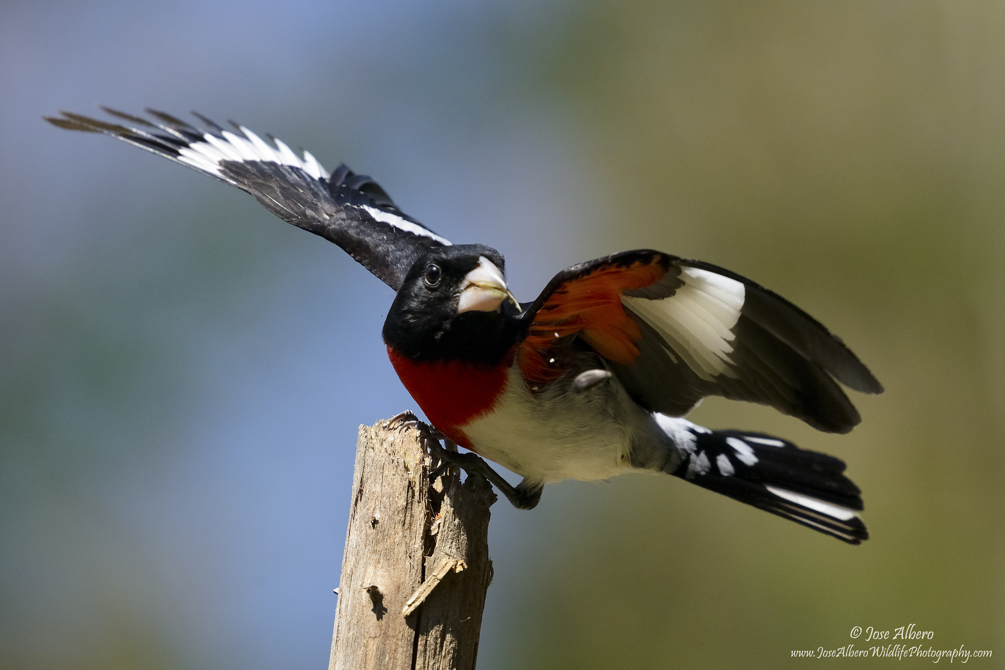 Nikon Nikkor AF-S 300mm F4E PF ED VR sample photo. Rose breasted grosbeak photography