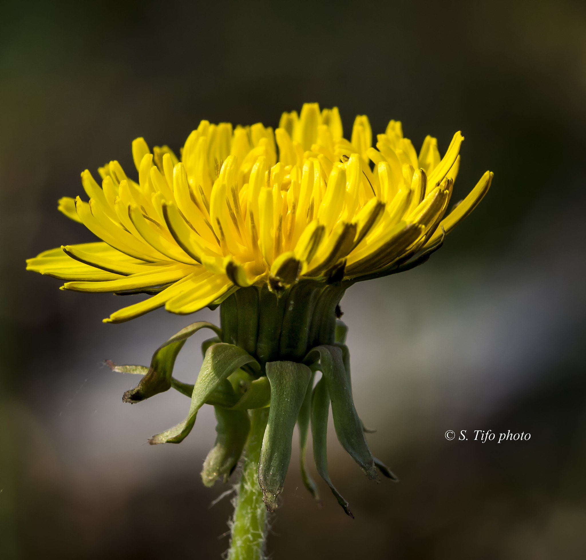 Canon EOS 700D (EOS Rebel T5i / EOS Kiss X7i) + Sigma 105mm F2.8 EX DG OS HSM sample photo. Solitaire ... photography