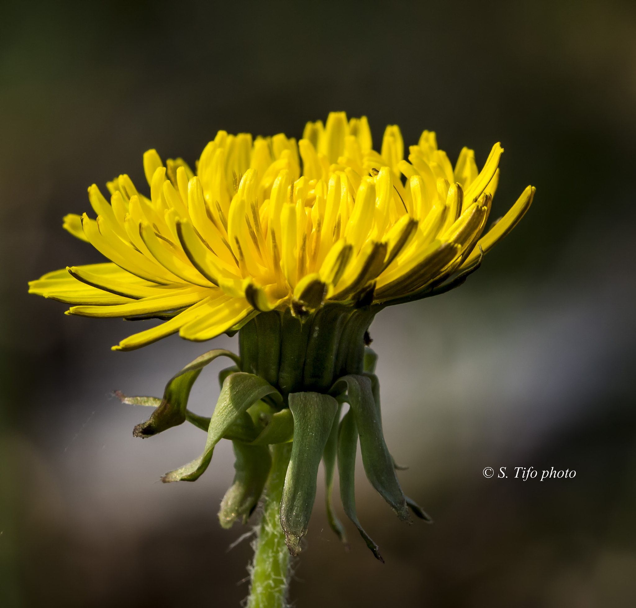 Sigma 105mm F2.8 EX DG OS HSM sample photo. Solitaire ... photography