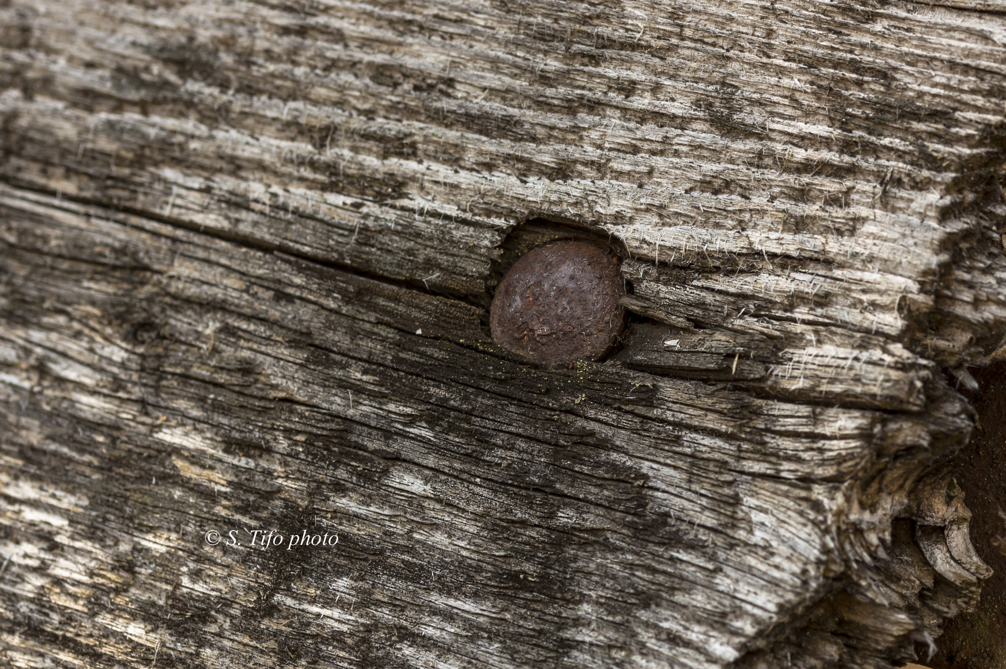 Sigma 105mm F2.8 EX DG OS HSM sample photo. Head's nail ... photography