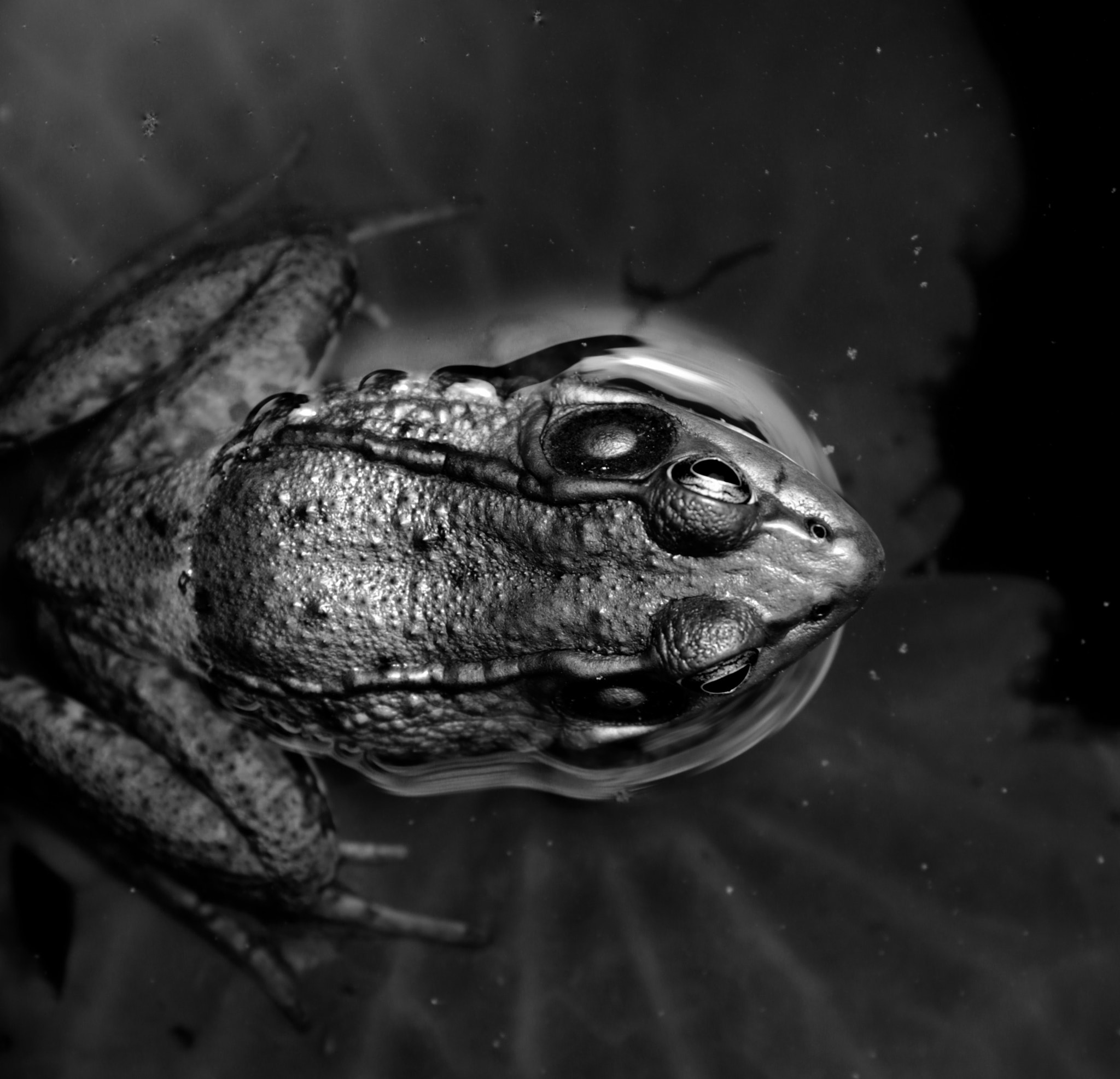 Canon EF 70-300mm F4-5.6L IS USM sample photo. Frog 青蛙 photography