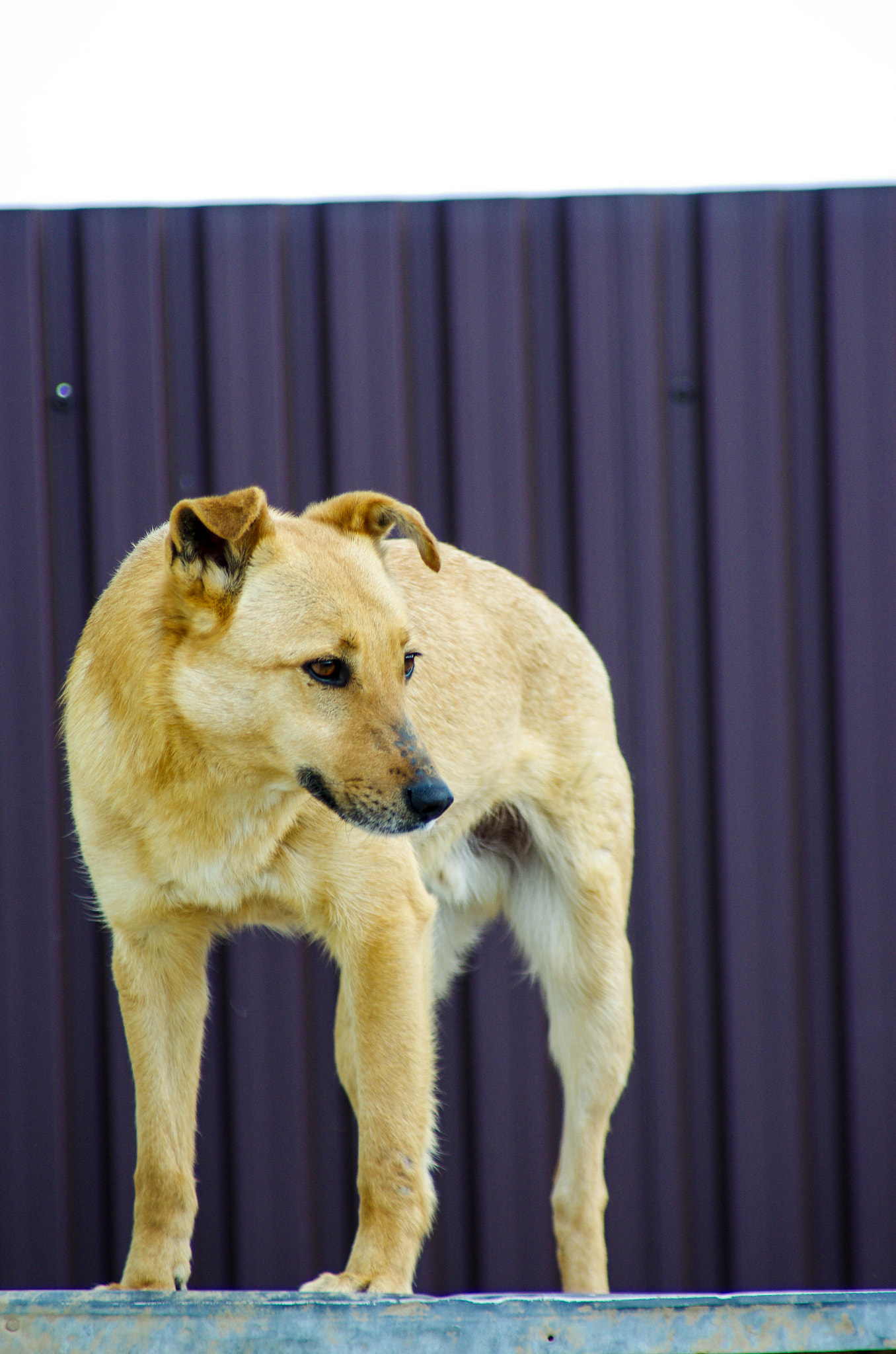 Pentax K-5 II sample photo. A dog in a shelter photography