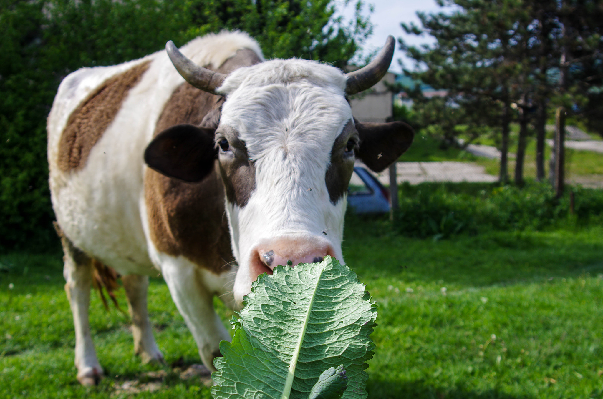 Pentax K-5 II sample photo. A sociable cow photography