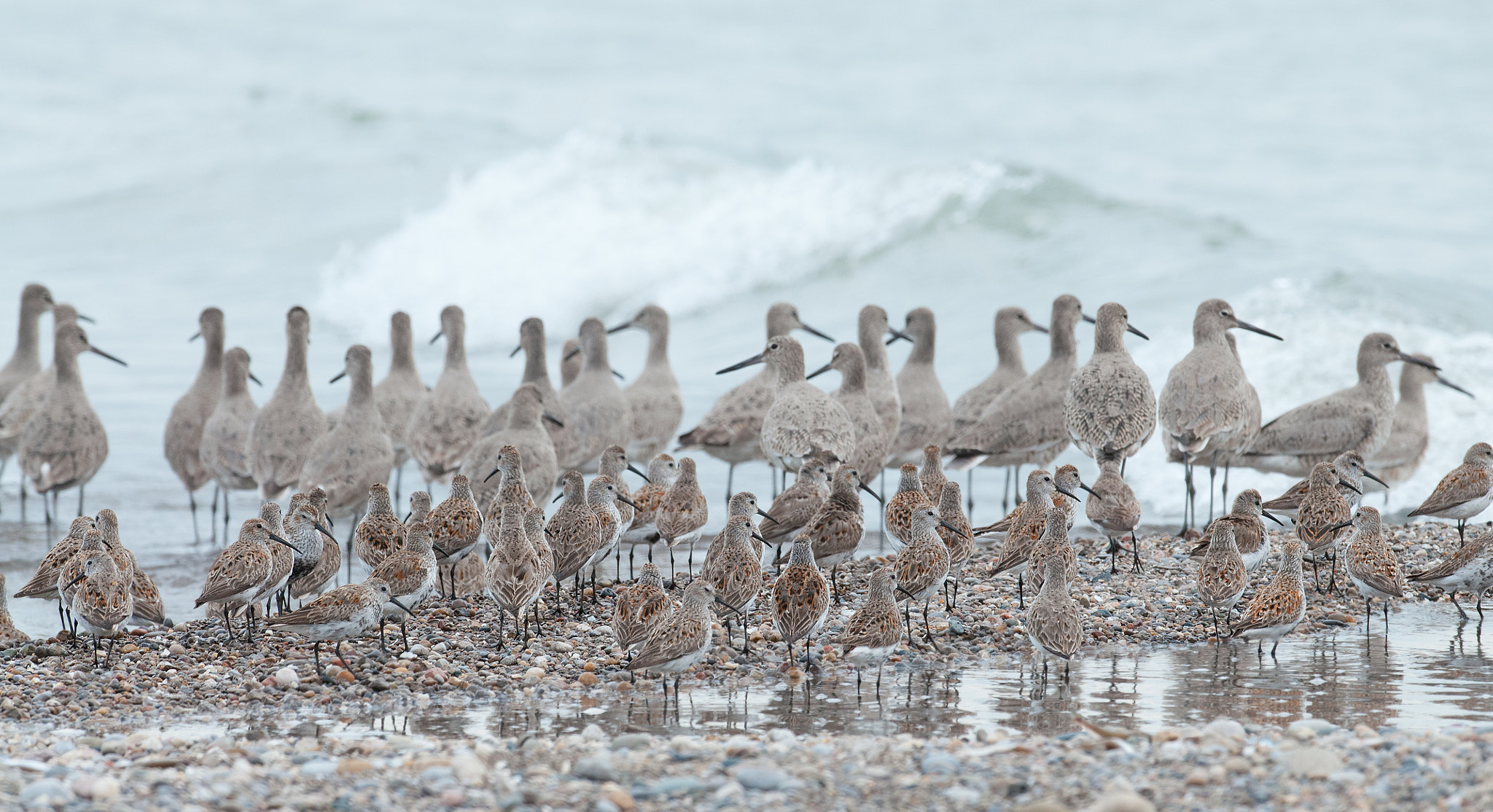 Nikon D300S + Nikon AF-S Nikkor 500mm F4G ED VR sample photo. Bécasseau variable calidris alpina dunlin photography