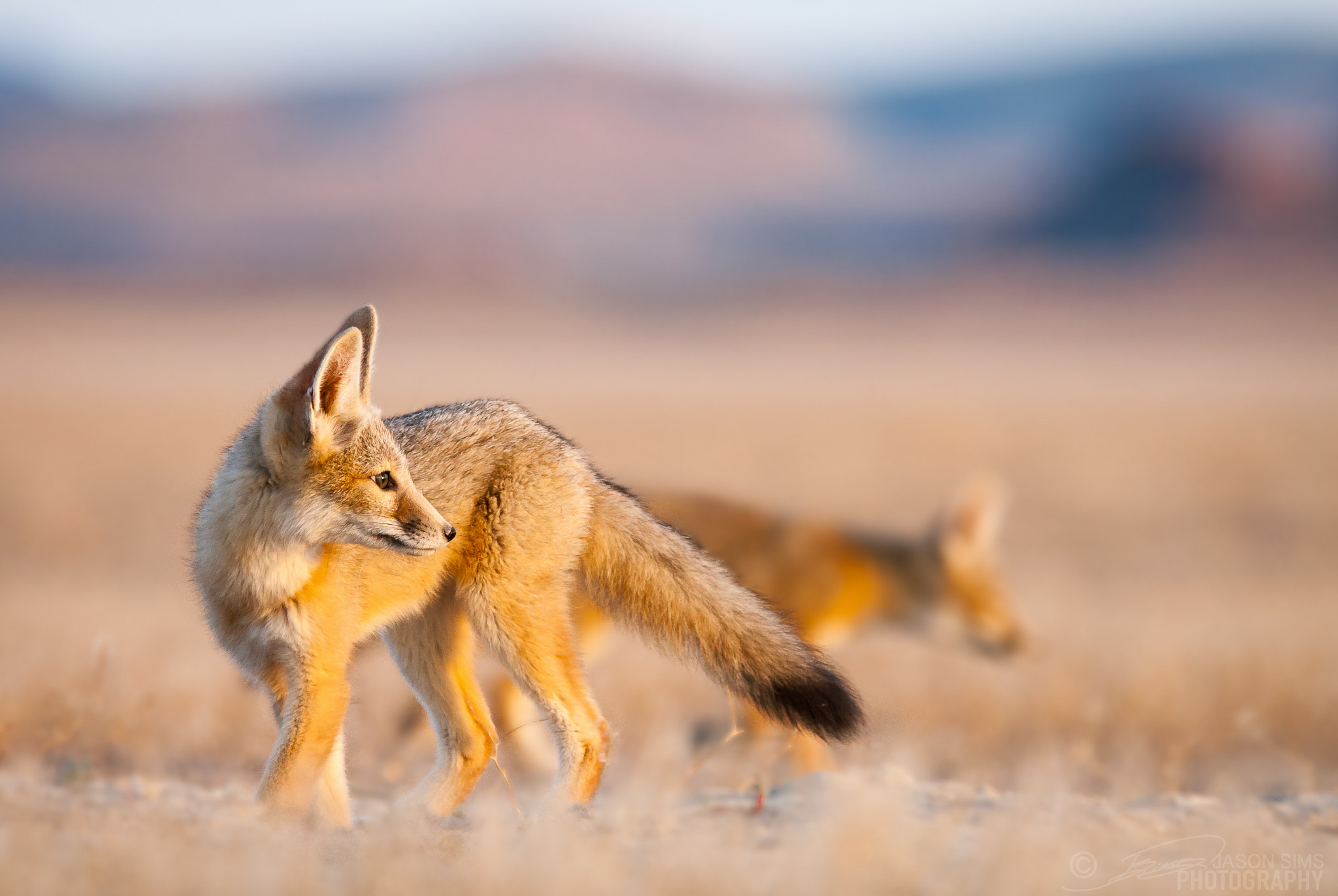 Nikon D200 sample photo. Kit fox pup photography