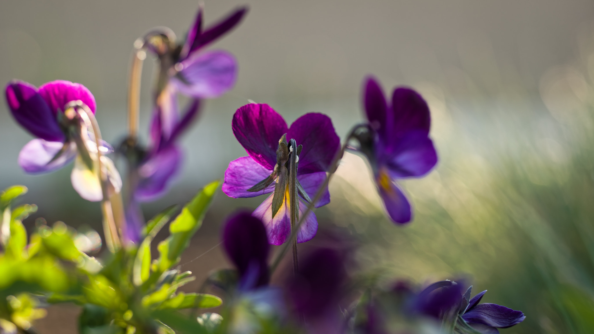 Voigtlander APO-Lanthar 90mm f/3.5 SLII Close Focus sample photo. Purple flower photography