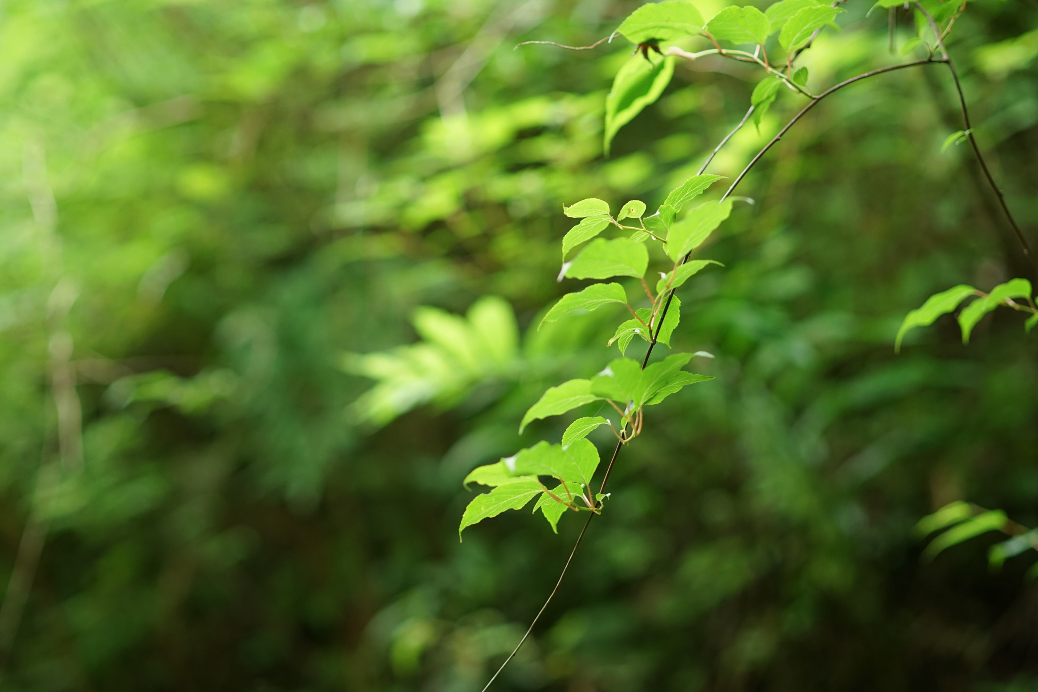 Sony a7 II + Minolta AF 85mm F1.4 G (D) sample photo