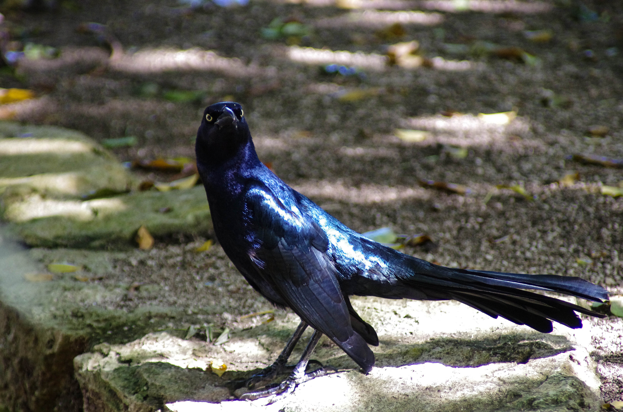 Pentax K-5 II sample photo. She's got the blues photography