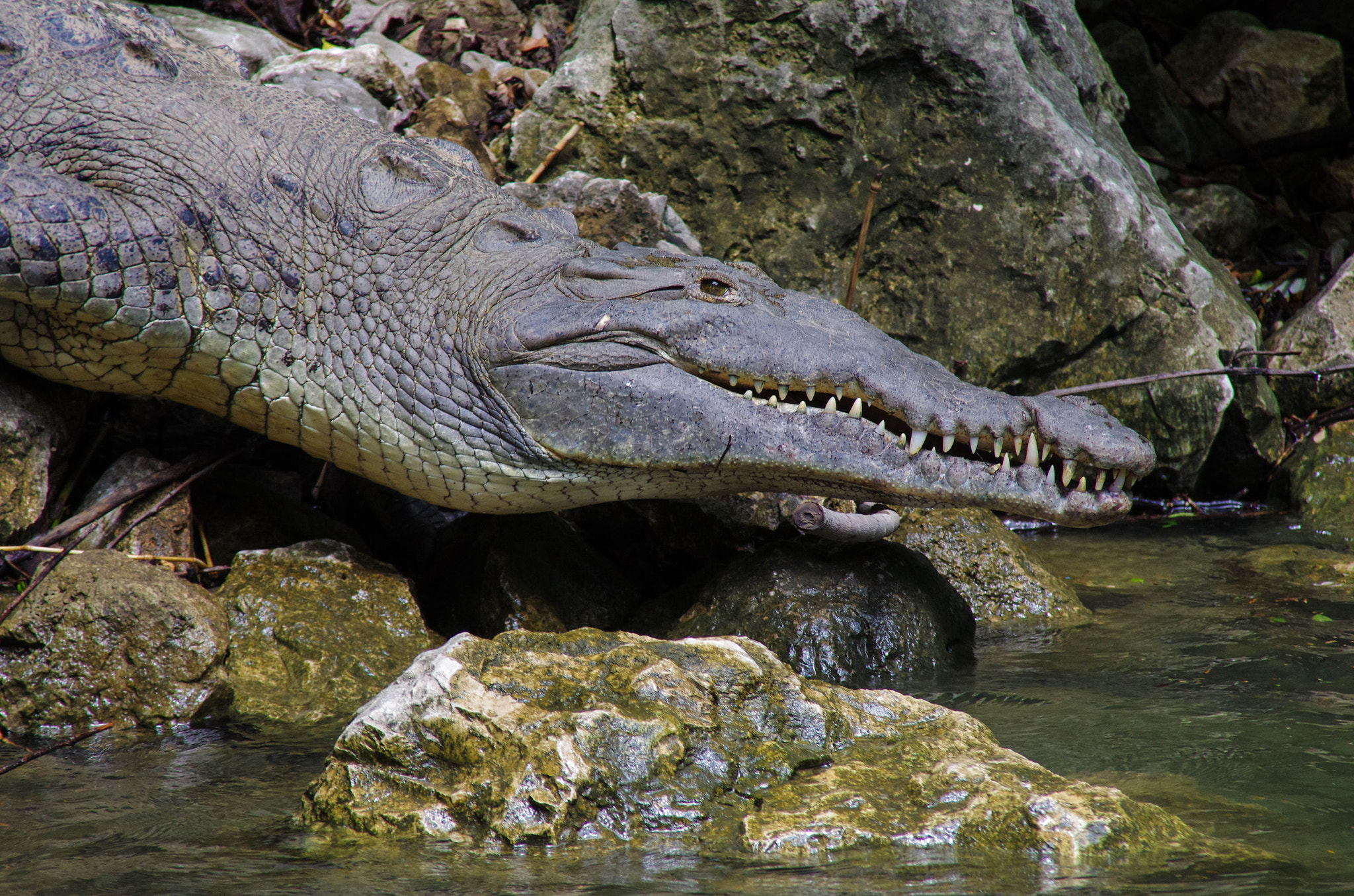 Pentax K-5 II sample photo. Crocozaur photography