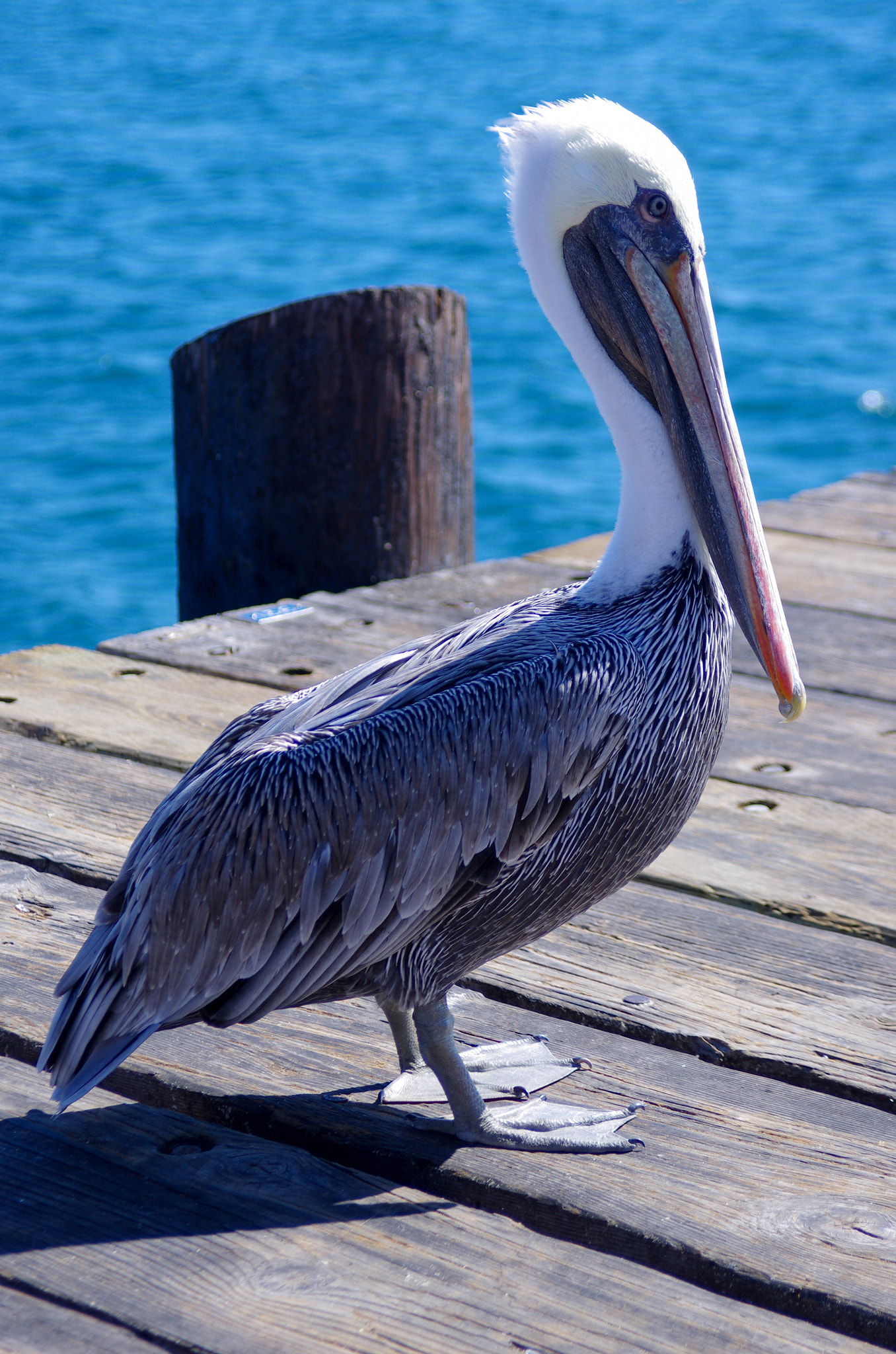 Pentax K-5 II sample photo. Standing proud photography