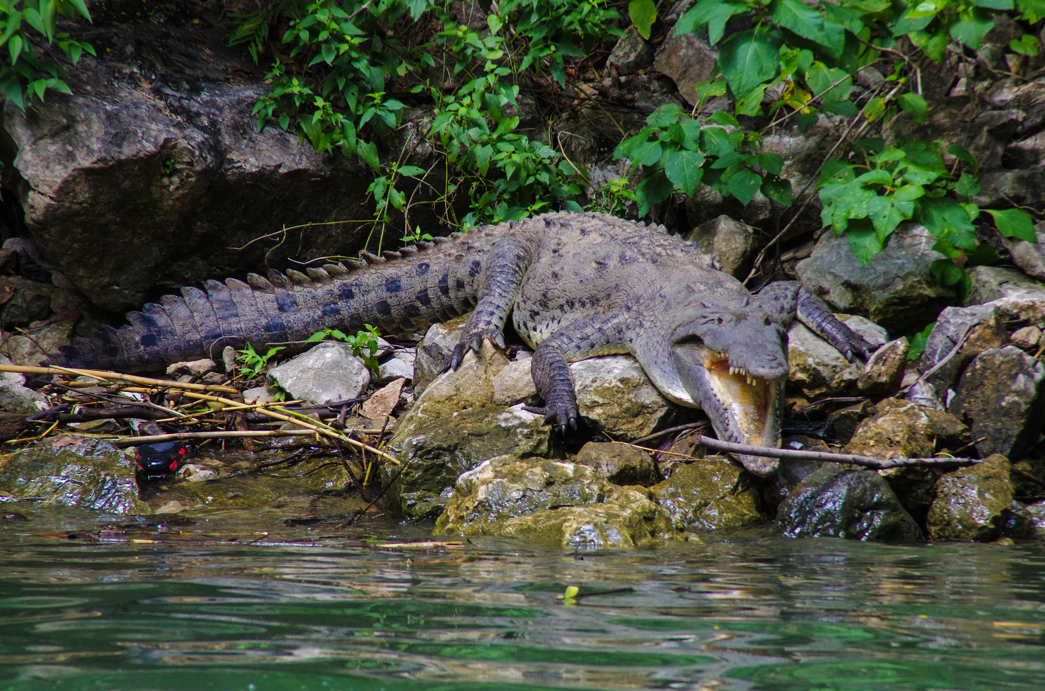 Pentax K-5 II sample photo. The waiting croc photography