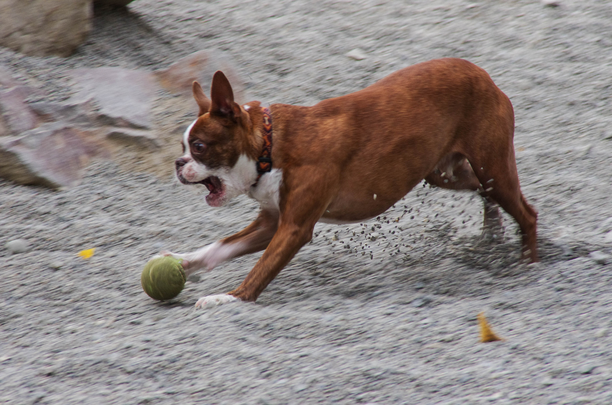 Pentax K-5 II sample photo. I can catch it! photography