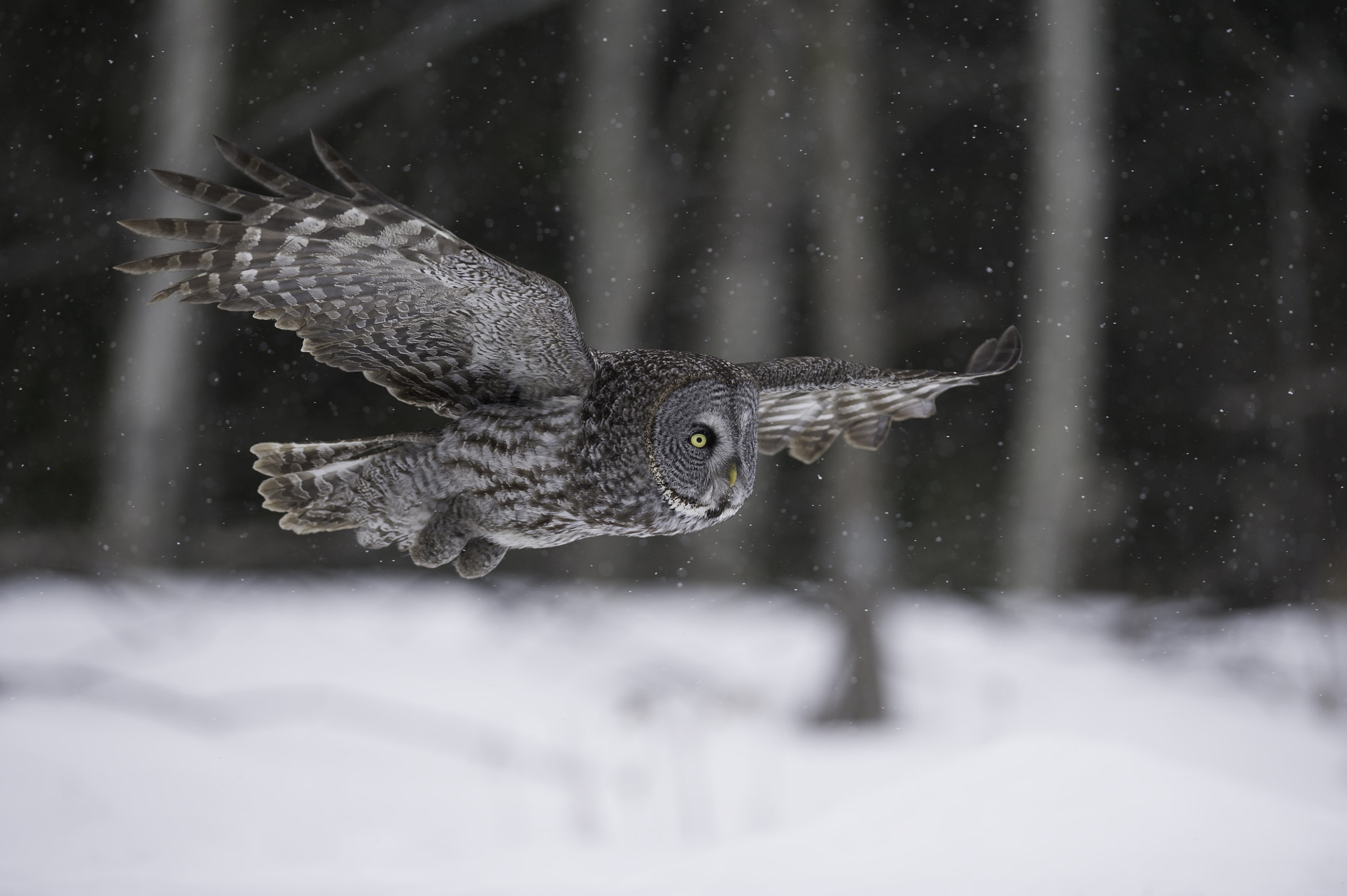 Nikon AF-S Nikkor 400mm F2.8G ED VR II sample photo. Soaring across the field... photography
