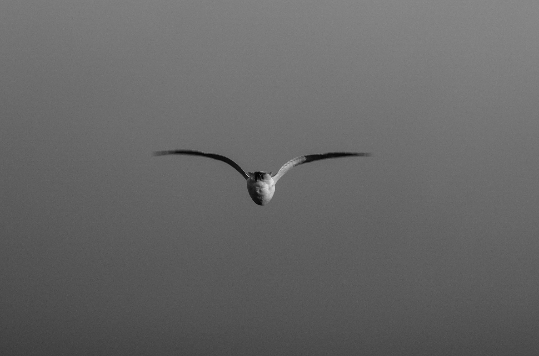 Pentax K-5 II sample photo. In flight photography