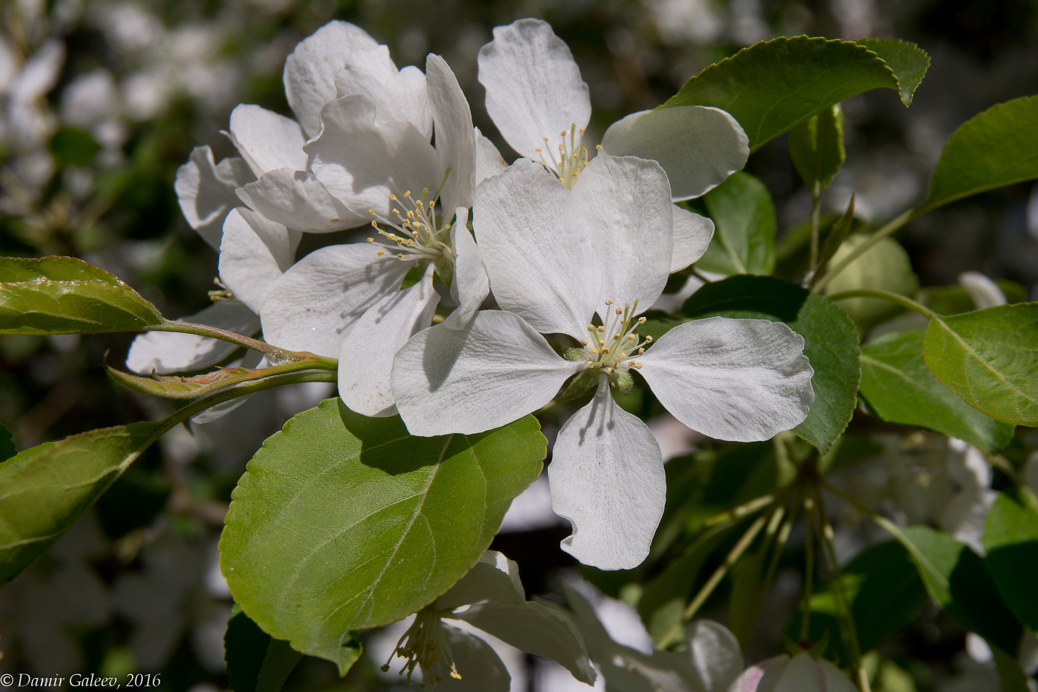 Sony Alpha NEX-7 sample photo. Flowers photography