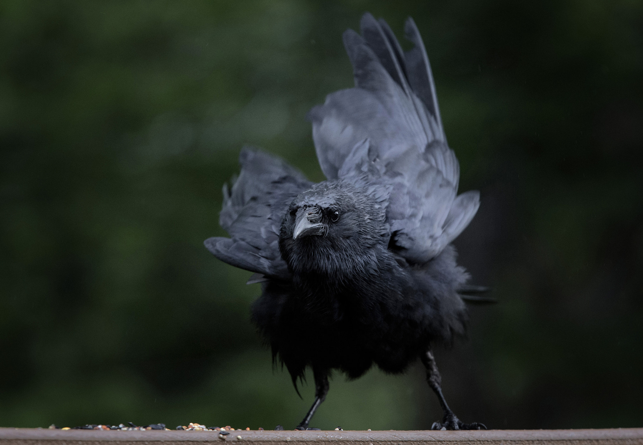 Canon EOS-1D X sample photo. He arrived through the rain, everyone else left. photography