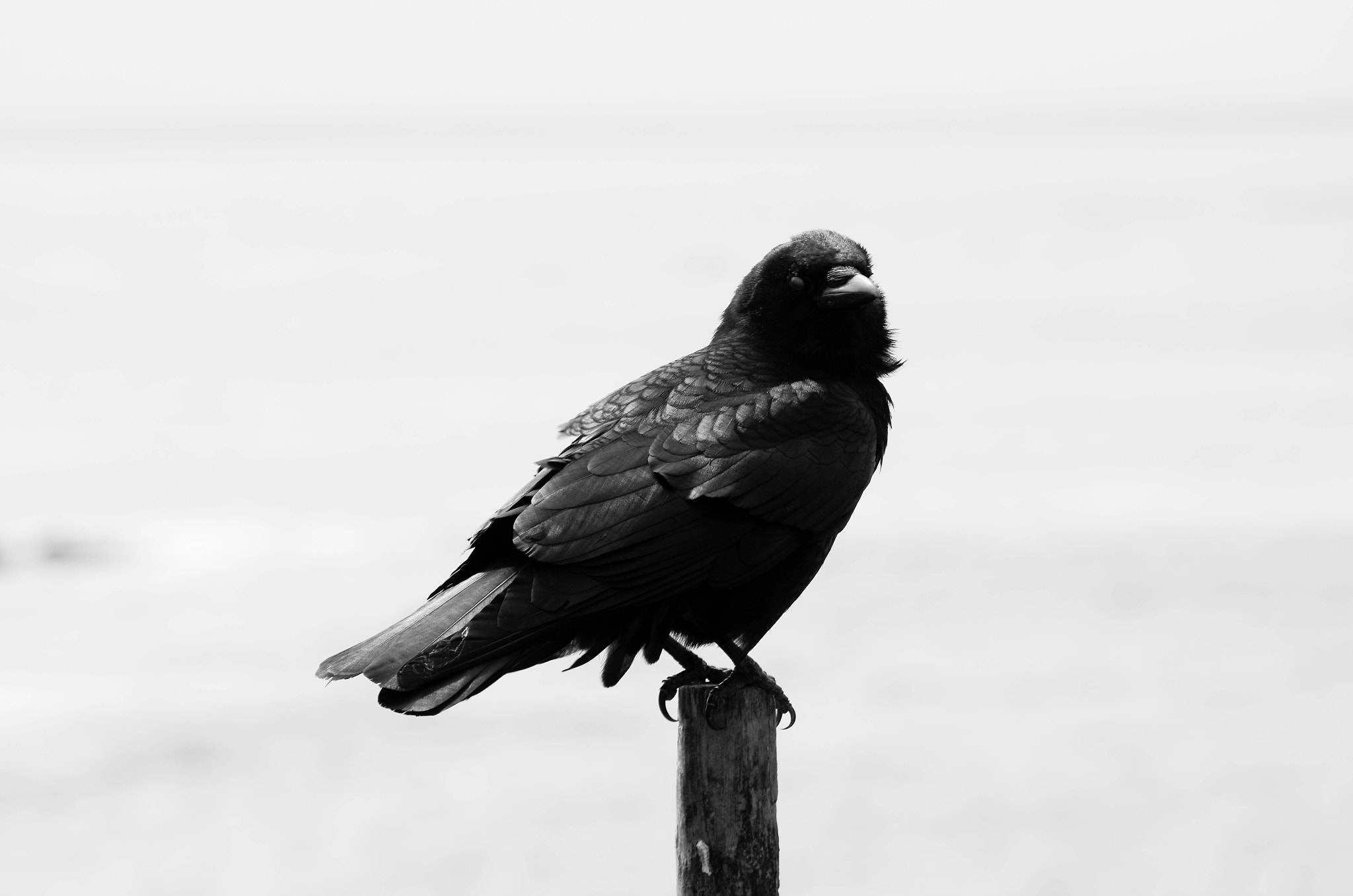Pentax K-5 II sample photo. Poe's crow photography
