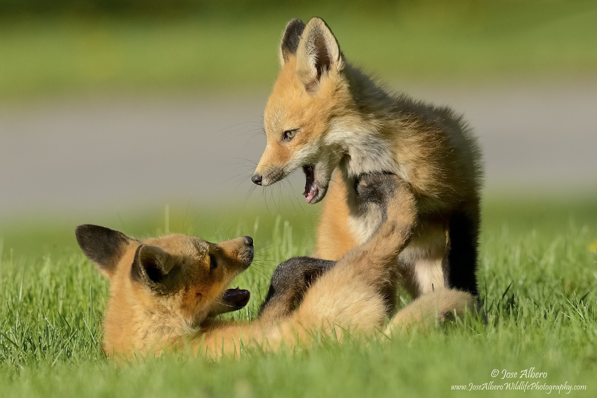Nikon AF-S Nikkor 500mm F4D ED-IF II sample photo. Cubs play photography