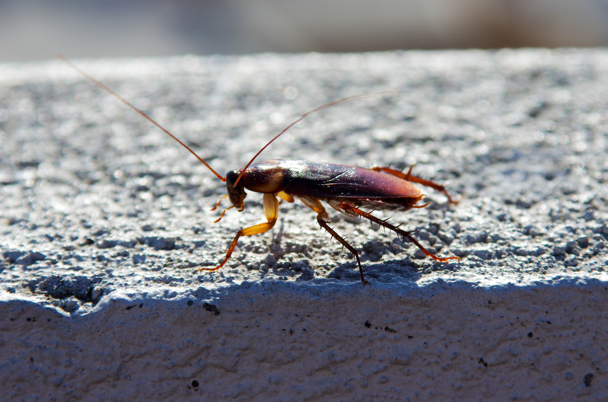 Pentax K-5 II sample photo. Creepy crawler photography