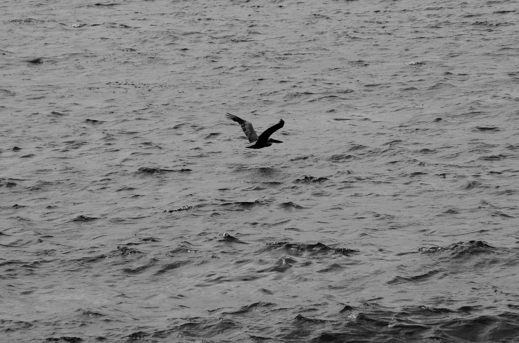 Pentax K-5 II sample photo. Flight of the fearless photography