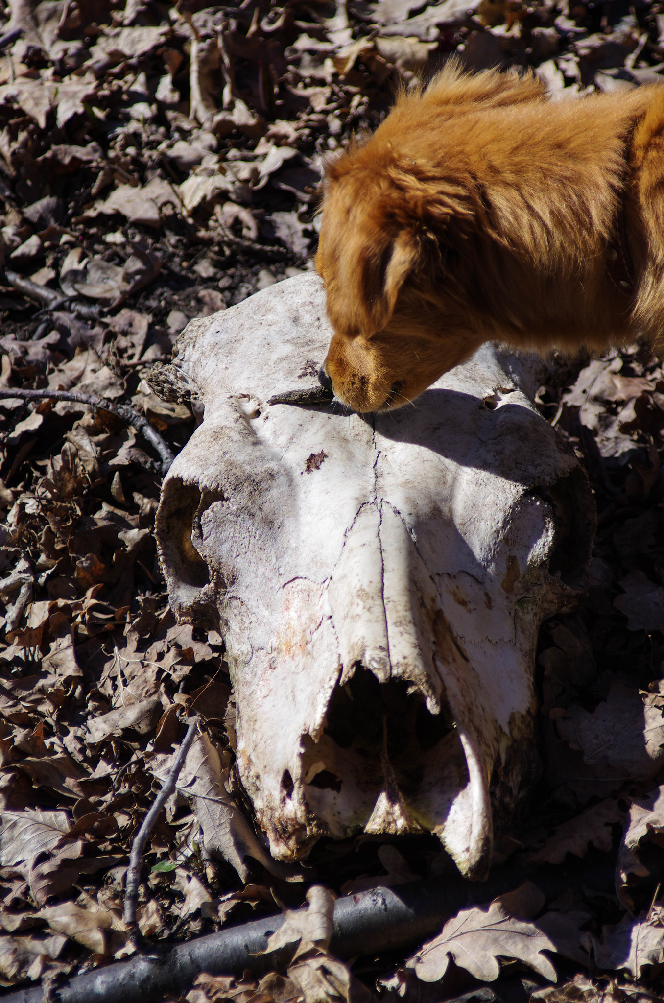 Pentax K-5 II sample photo. Confronting the idea of death photography