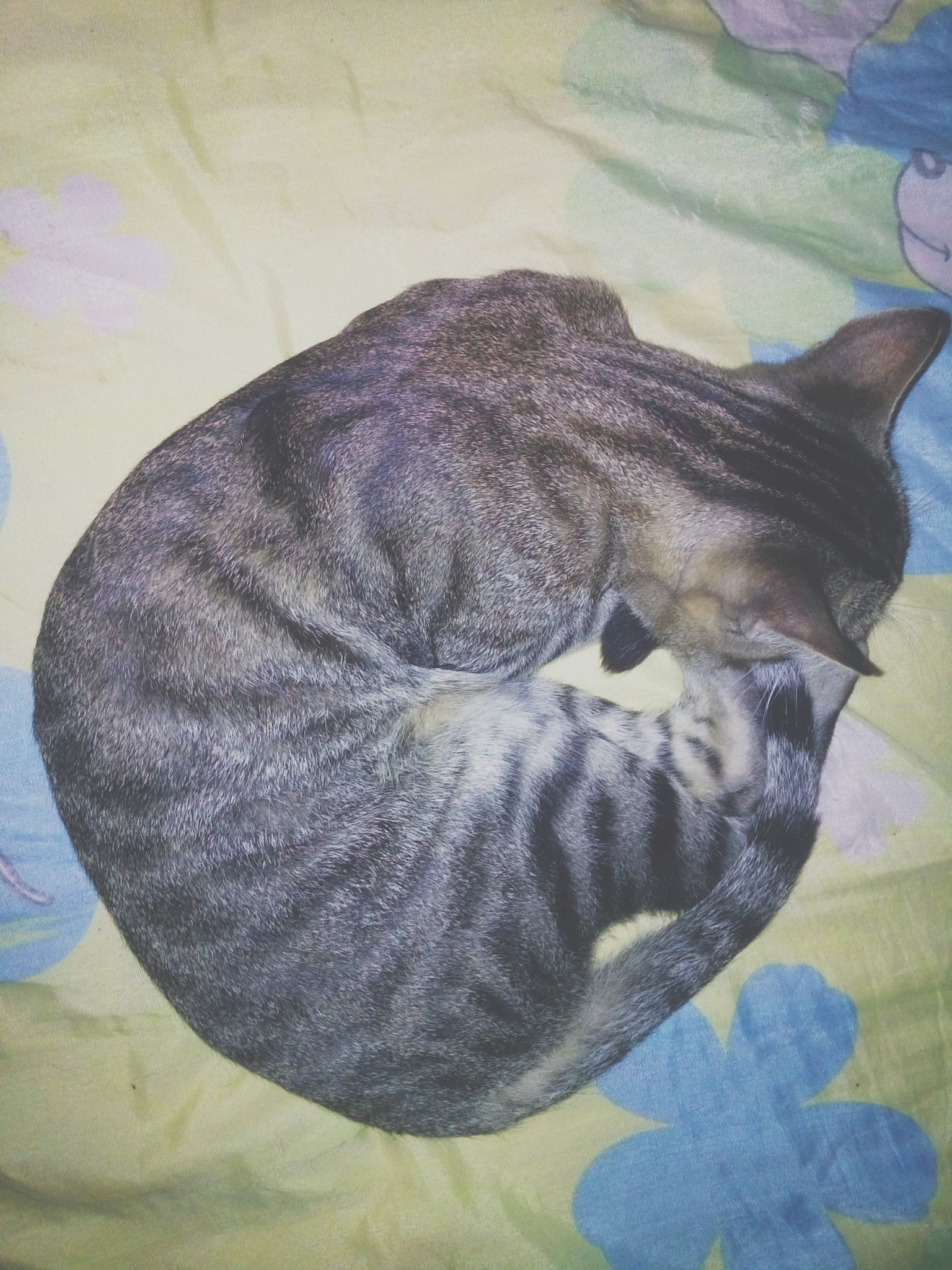 LG L Bello sample photo. Gatos 3/3 photography