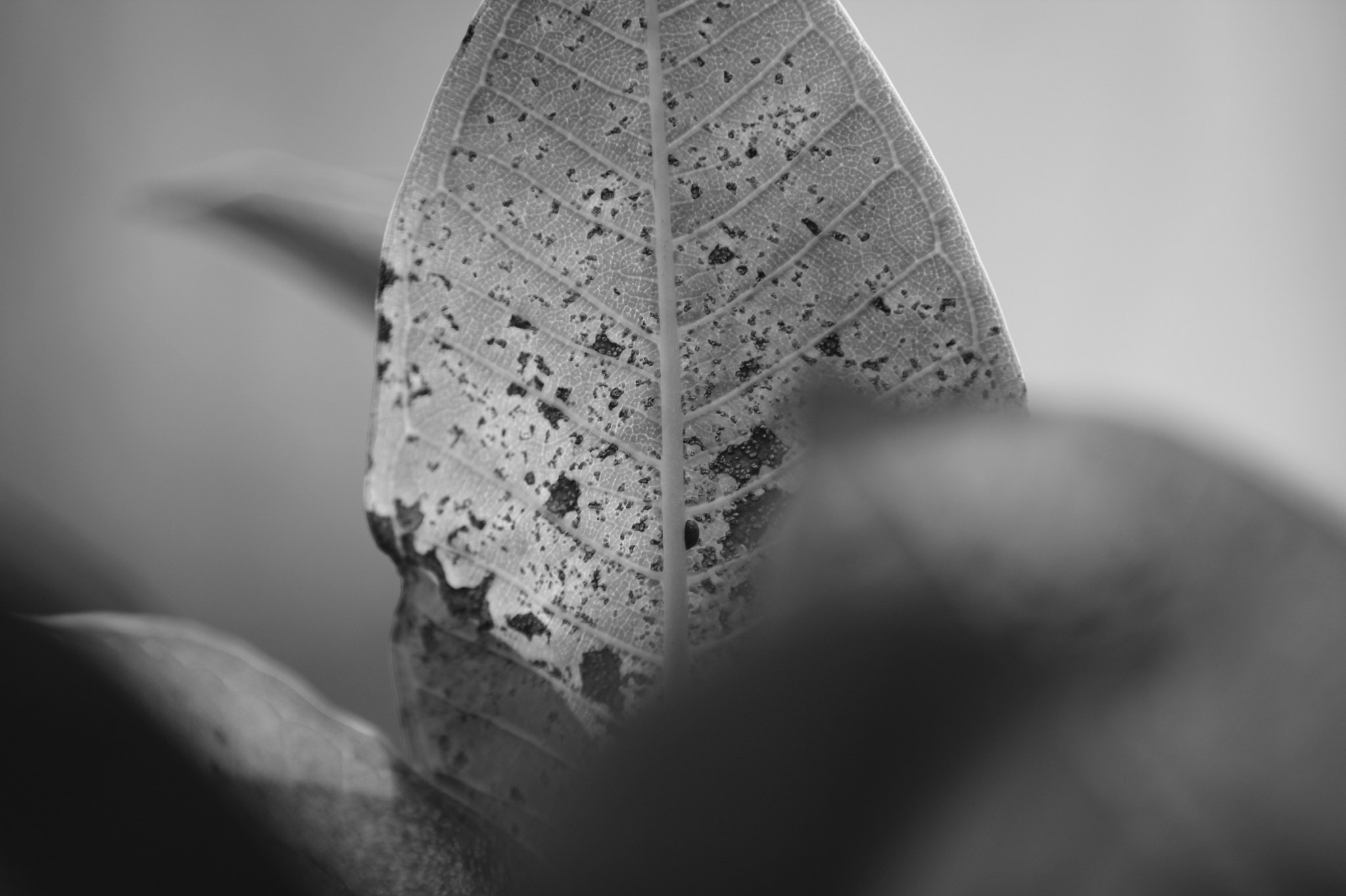 Canon EF 70-200mm F2.8L IS II USM sample photo
