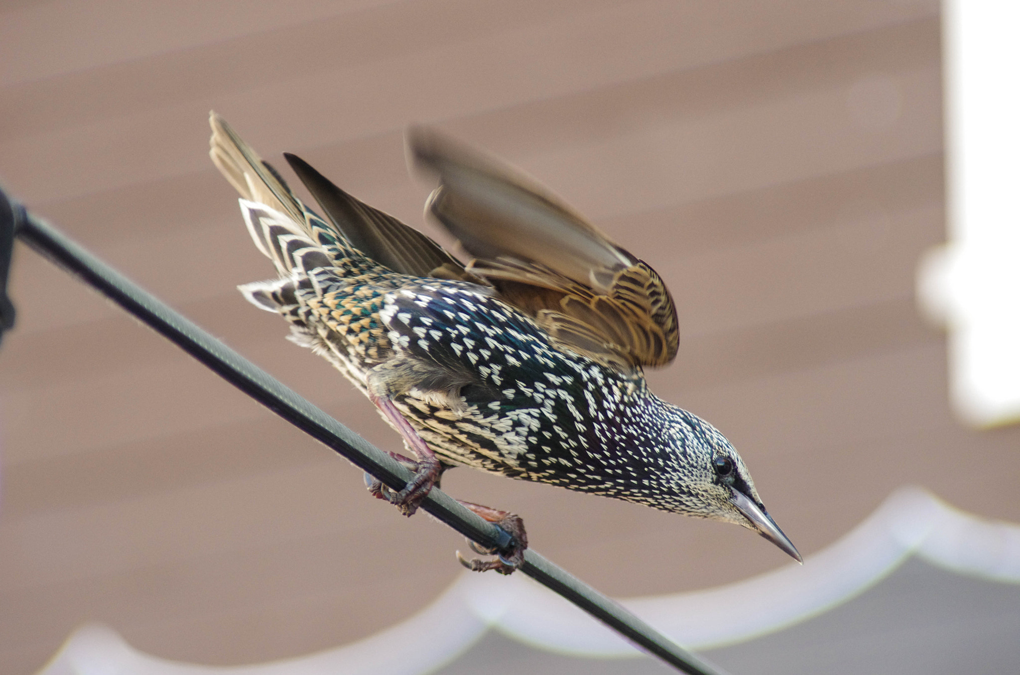 Pentax K-5 II sample photo. Split of a second before take off photography