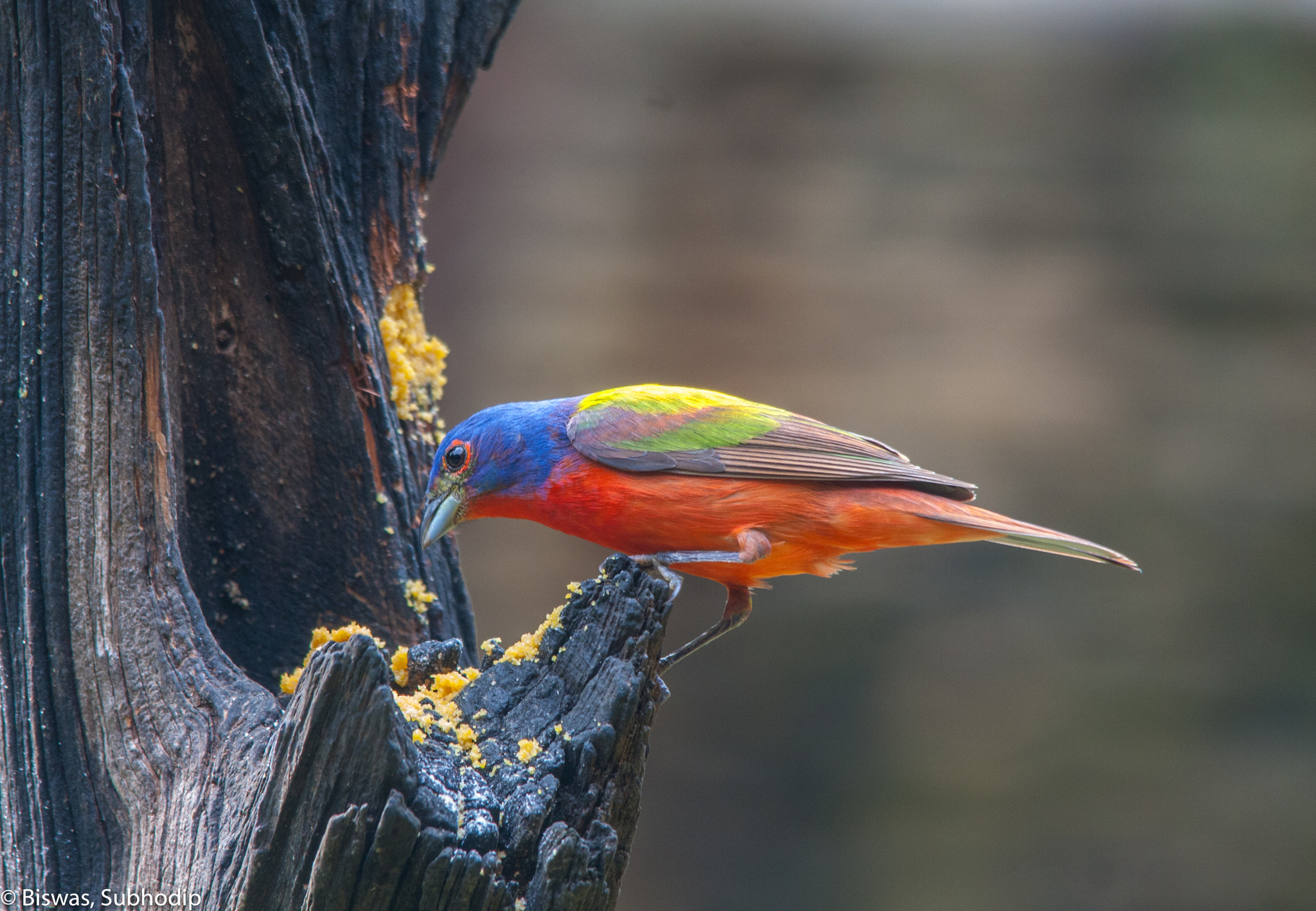 Sigma 150-500mm F5-6.3 DG OS HSM sample photo. Painted bunting photography