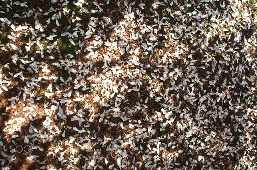 Sony SLT-A35 + Sony DT 16-50mm F2.8 SSM sample photo. Full bloom at noon photography