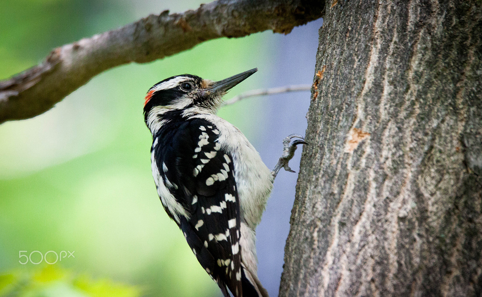 150-600mm F5-6.3 DG OS HSM | Sports 014 sample photo. Hairy woodpecker photography