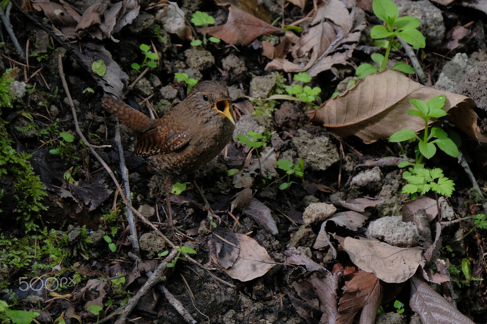 XF100-400mmF4.5-5.6 R LM OIS WR + 1.4x sample photo. A wren sings photography