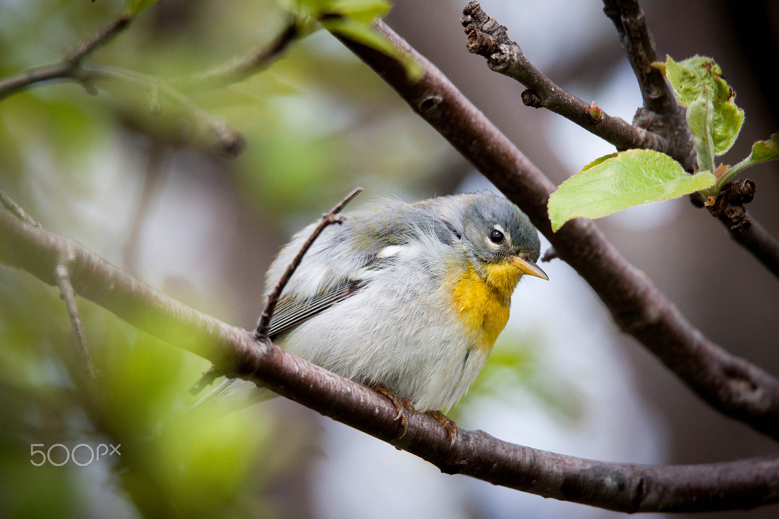 150-600mm F5-6.3 DG OS HSM | Sports 014 sample photo. Northern parula photography