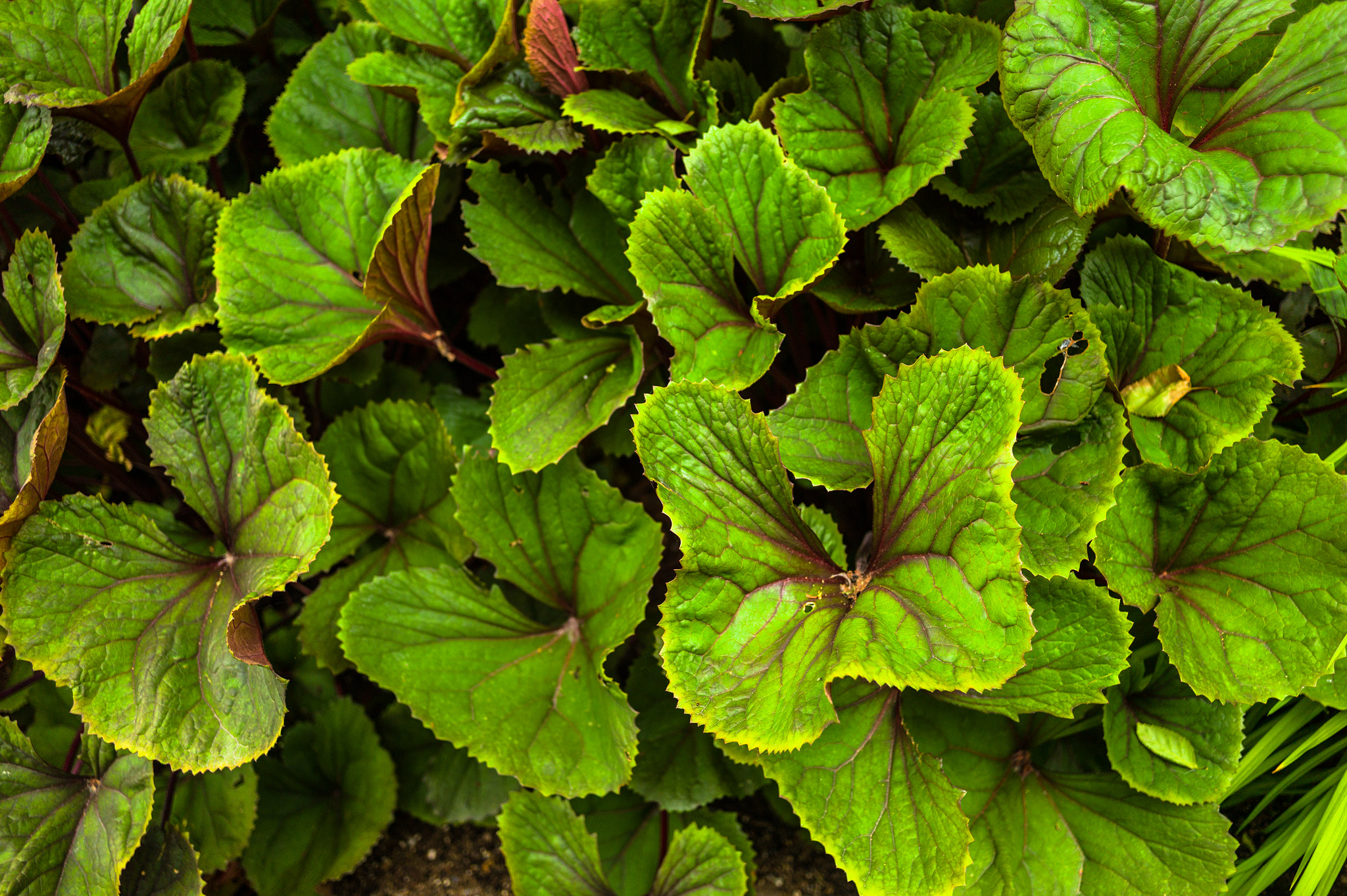 Leica M9 + Elmarit-M 28mm f/2.8 (IV) sample photo. Leaves kirkland, wa photography