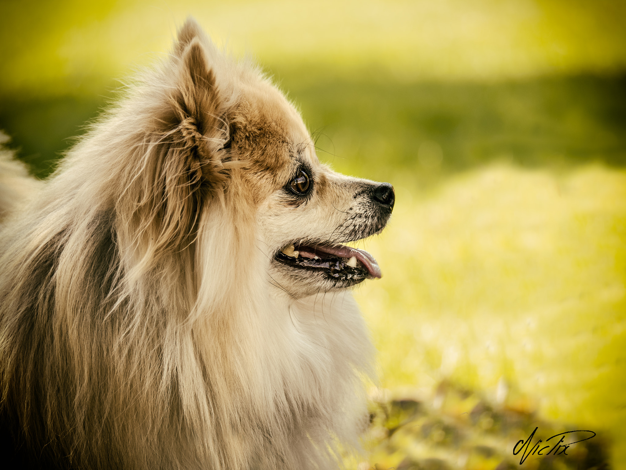 Panasonic Lumix DMC-G7 sample photo. Happy dog photography
