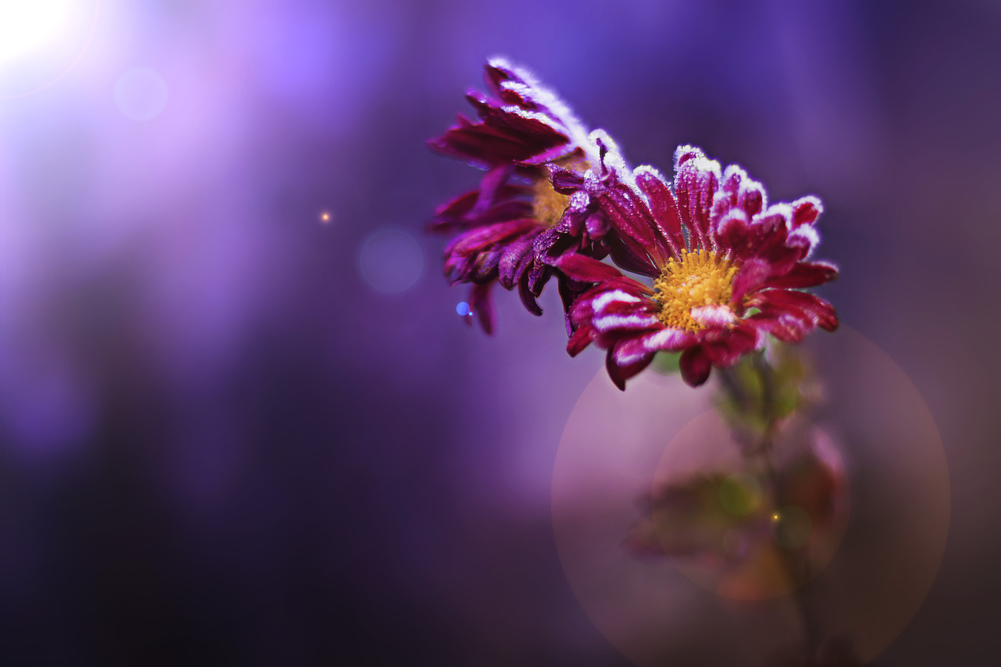 Canon EOS 750D (EOS Rebel T6i / EOS Kiss X8i) + Canon EF 50mm F1.4 USM sample photo. Two flowers in the frost photography