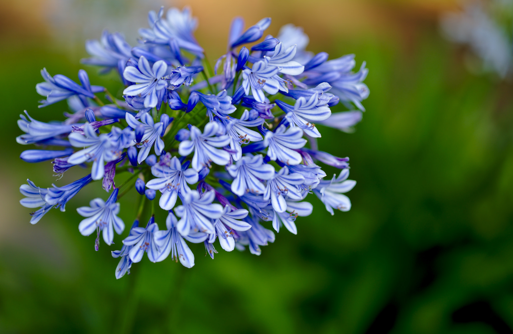 ZEISS Otus 85mm F1.4 sample photo. African lily or lily of the nile photography