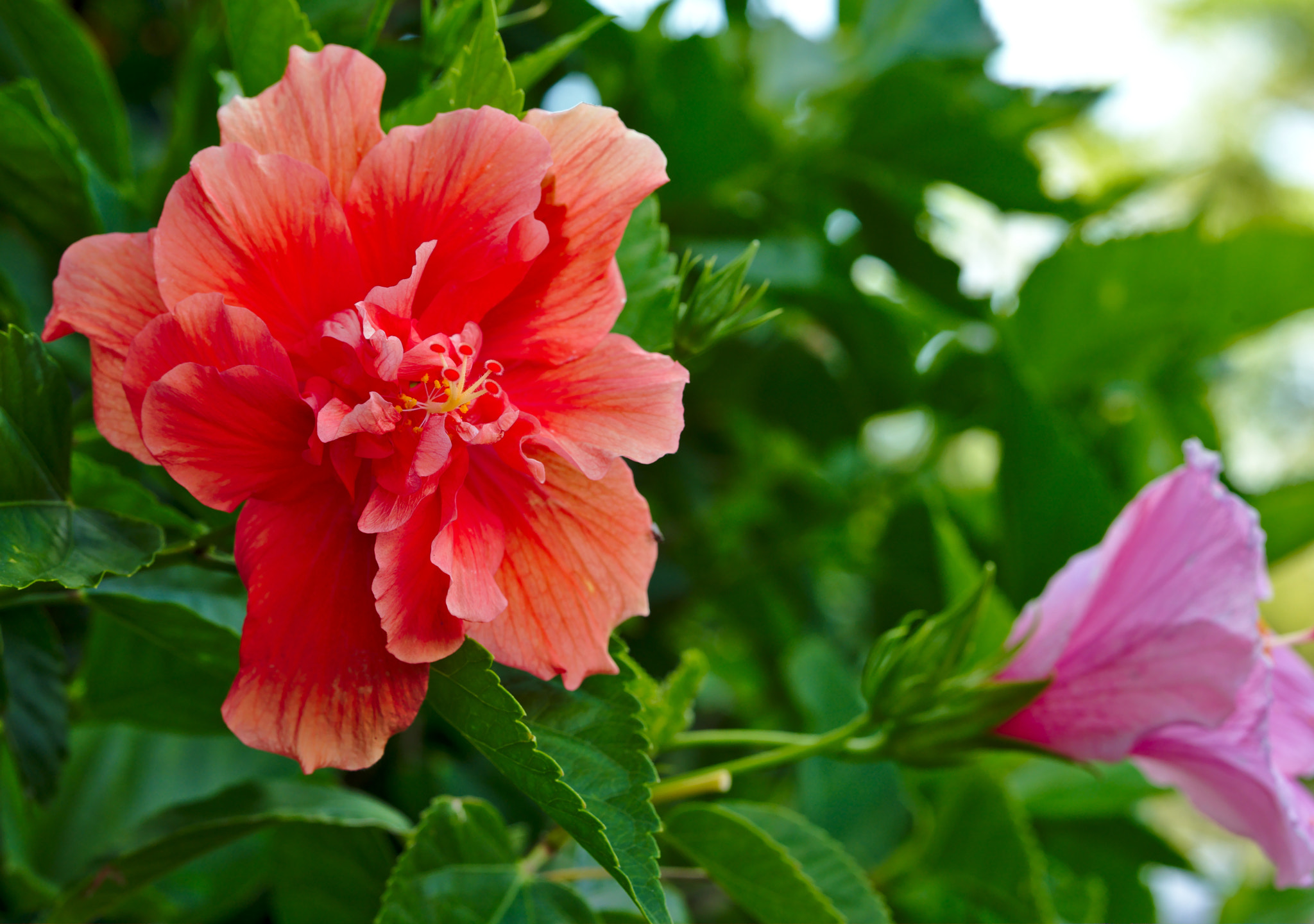 ZEISS Otus 85mm F1.4 sample photo. Orange hibiscus photography