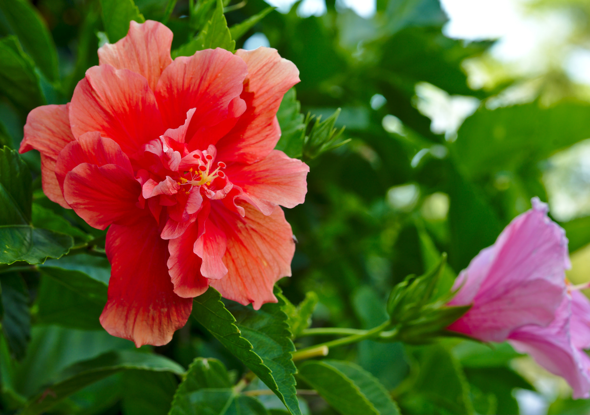 ZEISS Otus 85mm F1.4 sample photo. Orange hibiscus photography