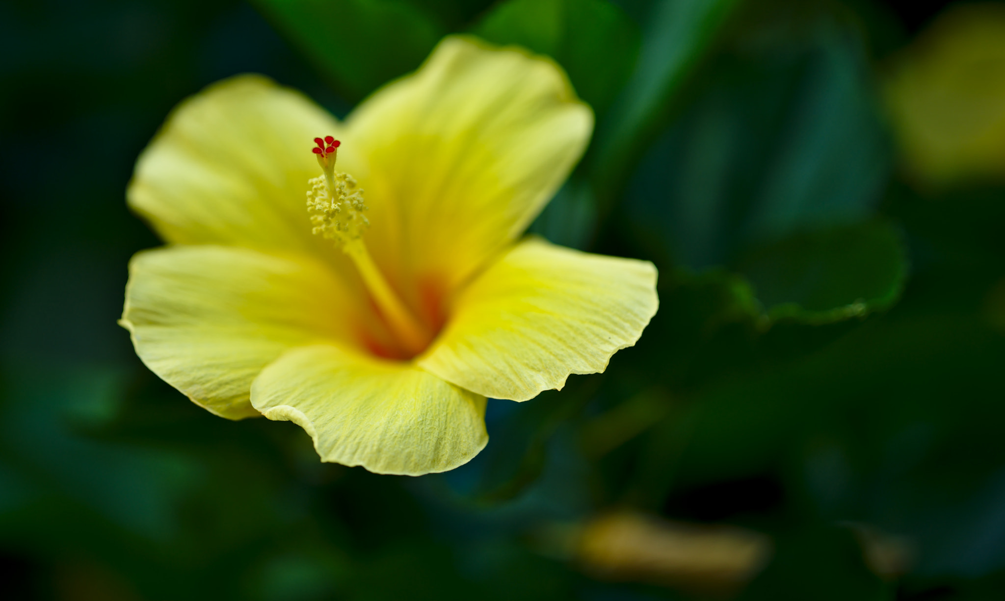 ZEISS Otus 85mm F1.4 sample photo. A yellow hibiscus photography