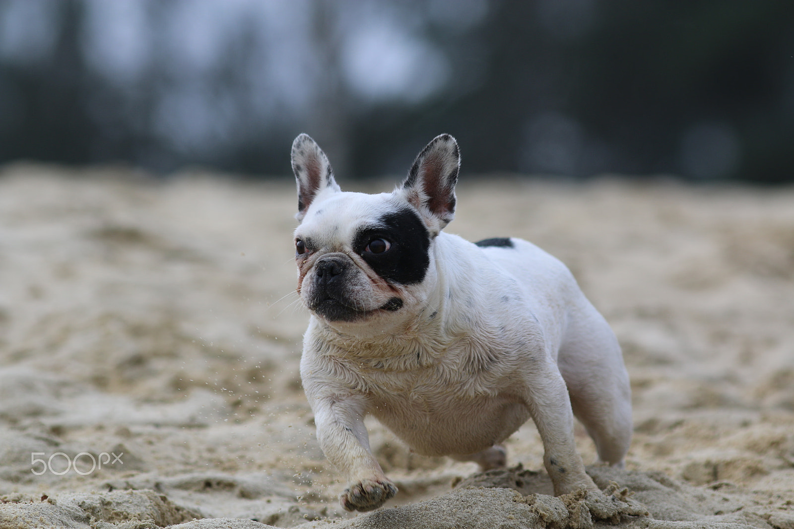Canon EOS 70D + Canon EF 200mm F2.8L II USM sample photo. Bully in action photography