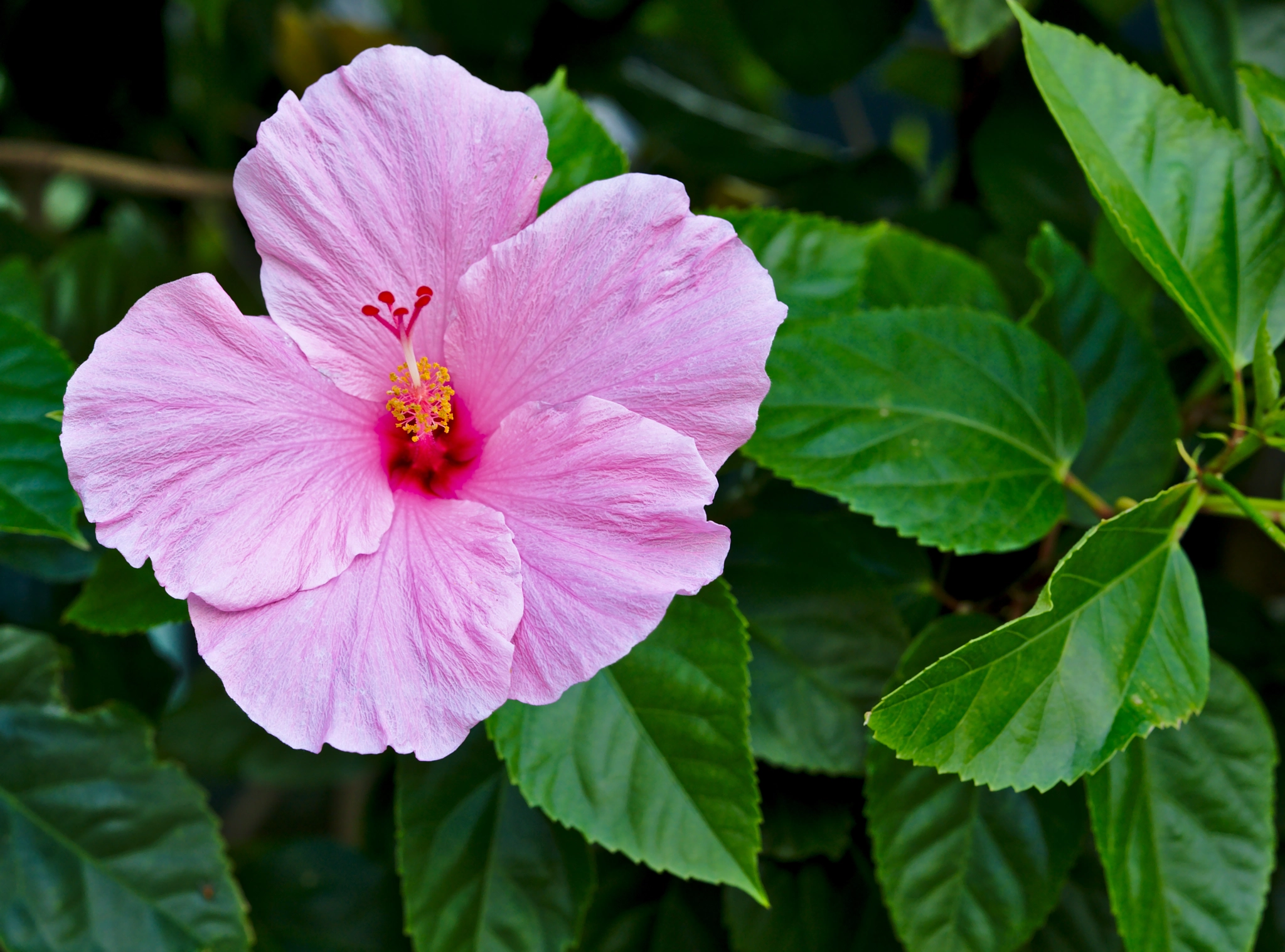 ZEISS Otus 85mm F1.4 sample photo. A pink hibiscus photography